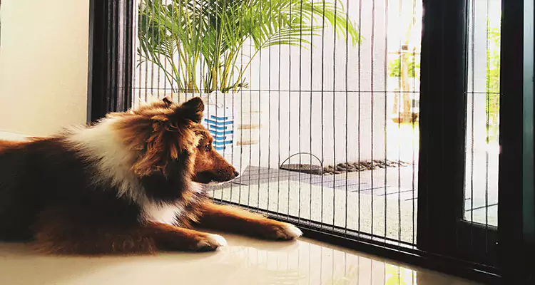 Sliding Screen Pet Door Repair in San Francisco, CA